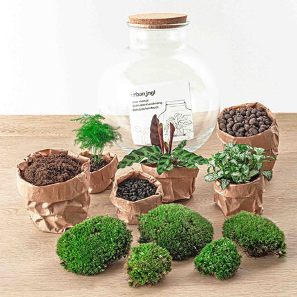 Planten terrarium - Bolder Bob - Ecosysteem plant - ↑ 30 cm