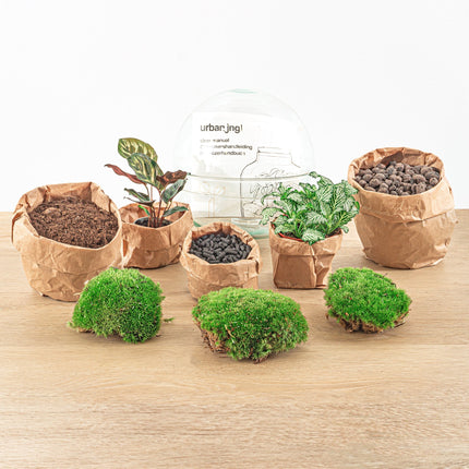 Planten terrarium - DIY - Dome - Ecosysteem plant - ↑ 20 cm