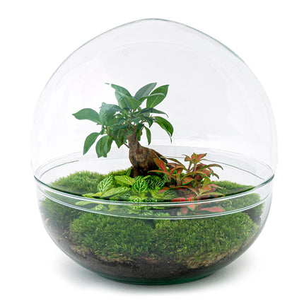 Planten terrarium - DIY - Dome XL - Ficus Ginseng Bonsai - Ecosysteem plant - ↑ 30 cm