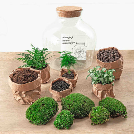 Planten terrarium - Fat Joe Groen - Ecosysteem plant - ↑ 30 cm