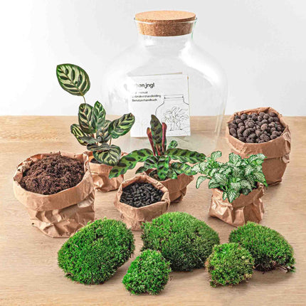 Planten terrarium - Fat Joe - Ecosysteem plant - ↑ 30 cm