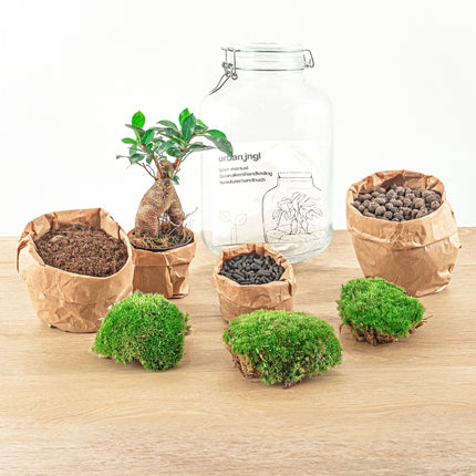 Planten terrarium - Jar Ficus Ginseng bonsai - Ecosysteem plant - ↑ 28 cm