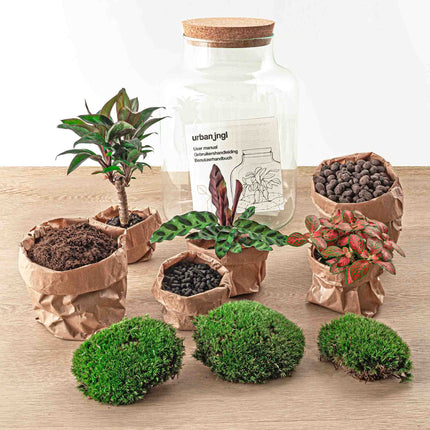 Planten terrarium - Milky Palm - Ecosysteem plant - ↑ 30 cm