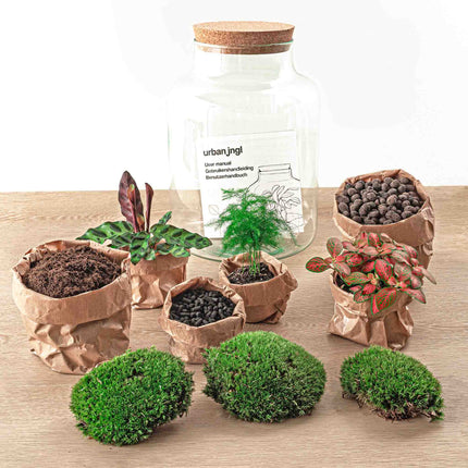 Planten terrarium - Milky - Ecosysteem plant - ↑ 30 cm