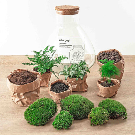 Planten terrarium - Sam XL - Ecosysteem plant - ↑ 35 cm