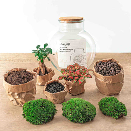 Planten terrarium - Teddy bonsai - Ecosysteem plant - ↑ 26,5 cm