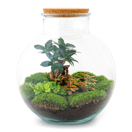 Planten terrarium - Bolder Bob Bonsai - Ecosysteem plant - ↑ 30 cm