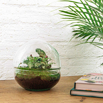 Planten terrarium - DIY - Dome - Ecosysteem plant - ↑ 20 cm