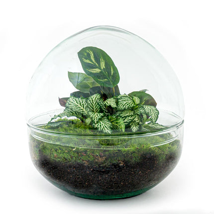 Planten terrarium - DIY - Dome - Ecosysteem plant - ↑ 20 cm