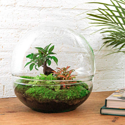 Planten terrarium - DIY - Dome XL - Ficus Ginseng Bonsai - Ecosysteem plant - ↑ 30 cm