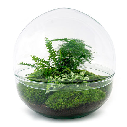 Planten terrarium - DIY - Dome XL - Ecosysteem plant - ↑ 30 cm