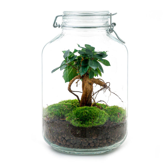 Planten terrarium - Jar Ficus Ginseng bonsai - Ecosysteem plant - ↑ 28 cm