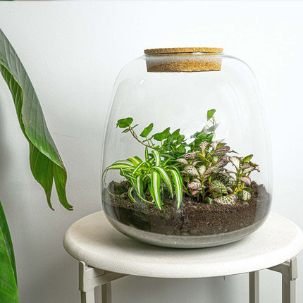 Planten terrarium - Emma - DIY kit - ↑ 25 cm - Ø 23 cm