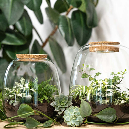 Planten terrarium - Emma Mini - DIY kit - ↑ 20 cm - Ø 19 cm