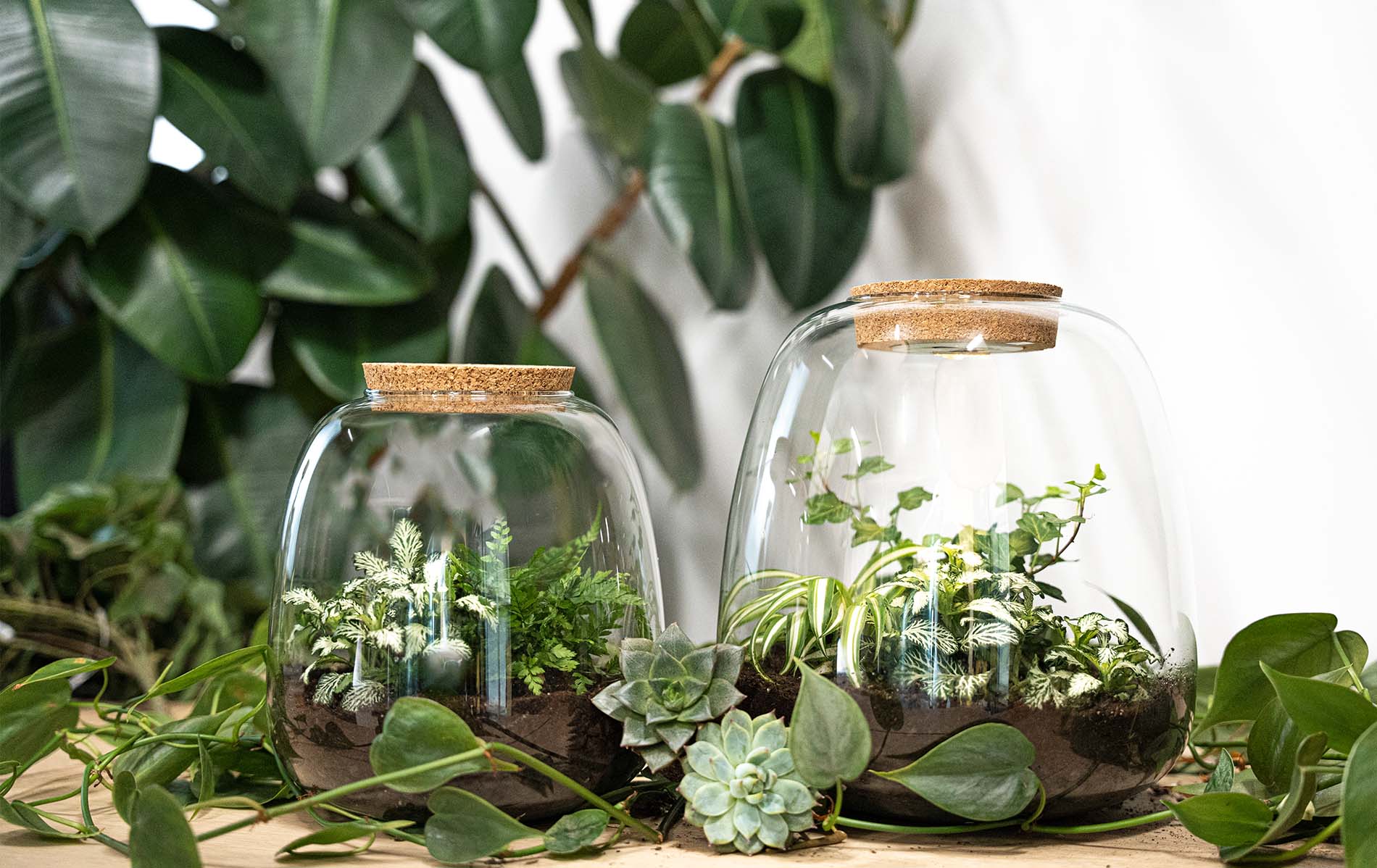 Kit DIY Terrarium • Dôme • Écosystème avec Plantes • ↑ 20 cm Kit DIY Terrarium • Dôme • Écosystème avec Plantes • ↑ 20 cm