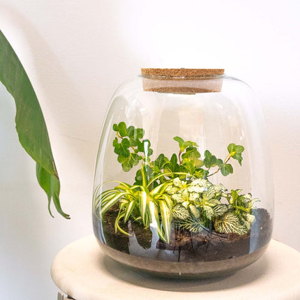 Planten terrarium - Emma - DIY kit - ↑ 25 cm - Ø 23 cm