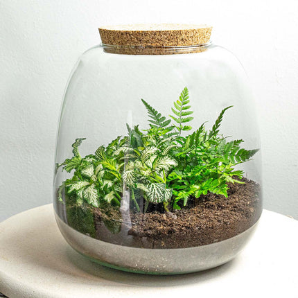 Planten terrarium - Emma Mini - DIY kit - ↑ 20 cm - Ø 19 cm