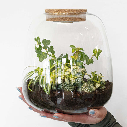 Planten terrarium - Emma - DIY kit - ↑ 25 cm - Ø 23 cm