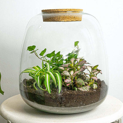 Planten terrarium - Emma - DIY kit - ↑ 25 cm - Ø 23 cm