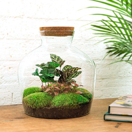 Planten terrarium - Fat Joe Coffea - Ecosysteem plant - ↑ 30 cm