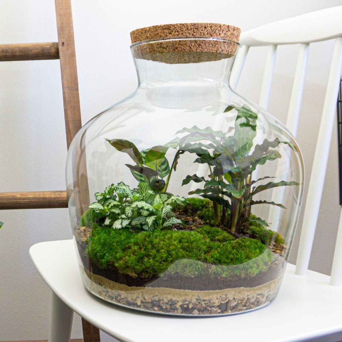planten terrarium Planten terrarium - Fat Joe - Ecosysteem plant - ↑ 30 cm – KerstpakketHero.nl