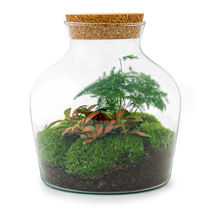 Planten terrarium - Little Joe - Ecosysteem plant - ↑ 21,5 cm