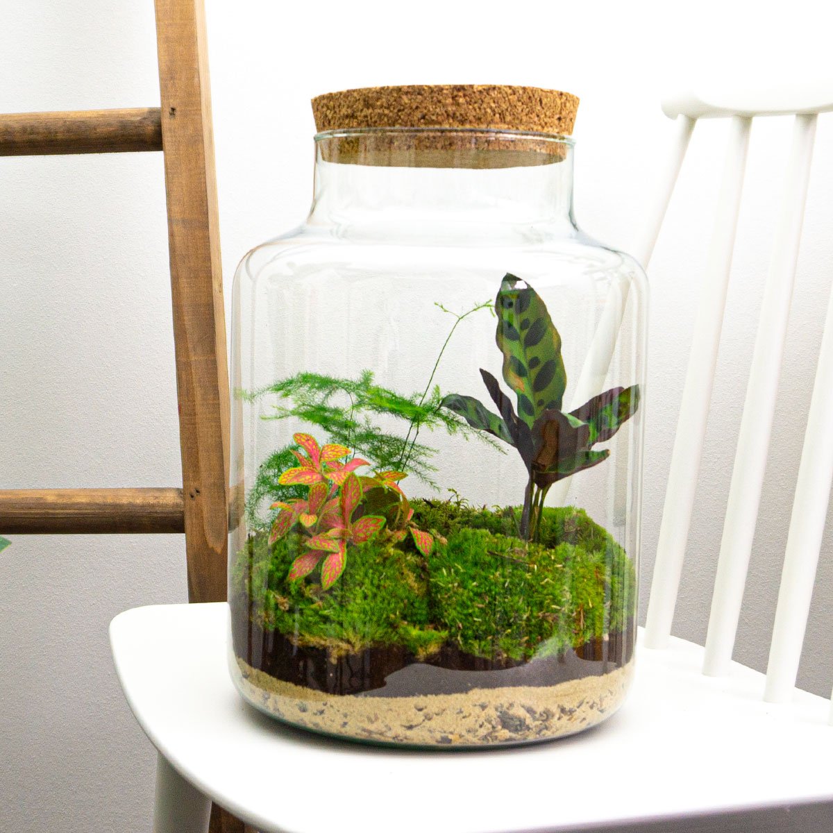 planten voor in terrarium Planten terrarium - Milky - Ecosysteem plant - ↑ 30 cm – KerstpakketHero.nl