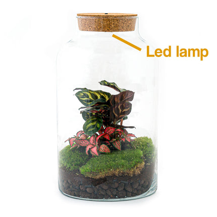 Planten terrarium - Milky Calathea met lamp - Ecosysteem plant - ↑ 41 cm