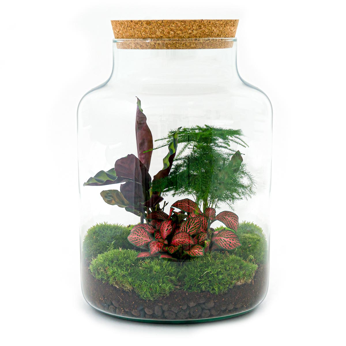 terrarium planten kopen Planten terrarium - Milky - Ecosysteem plant - ↑ 30 cm – KerstpakketHero.nl