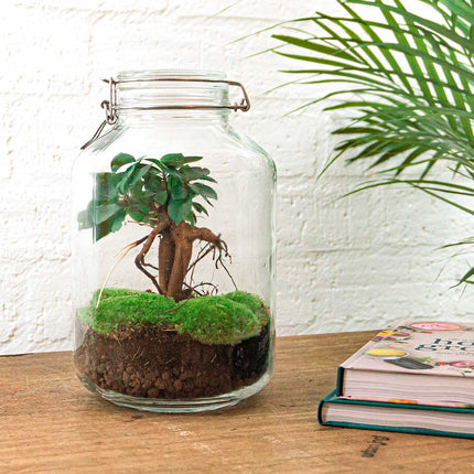 Planten terrarium - Jar Ficus Ginseng bonsai - Ecosysteem plant - ↑ 28 cm