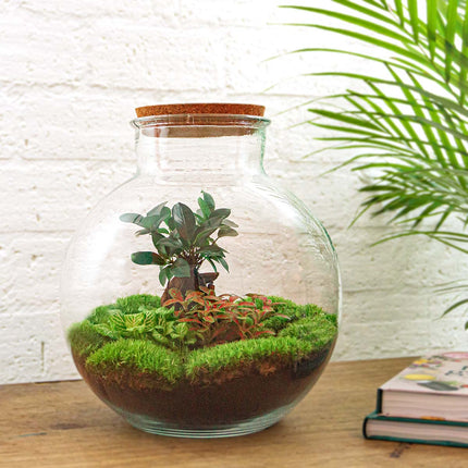 Planten terrarium - Bolder Bob Bonsai - Ecosysteem plant - ↑ 30 cm