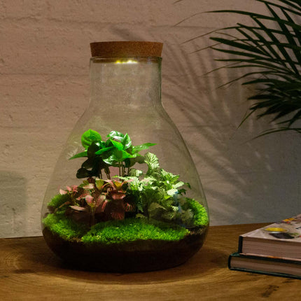 Planten terrarium - Sam Calathea met lamp - Ecosysteem plant - ↑ 30 cm