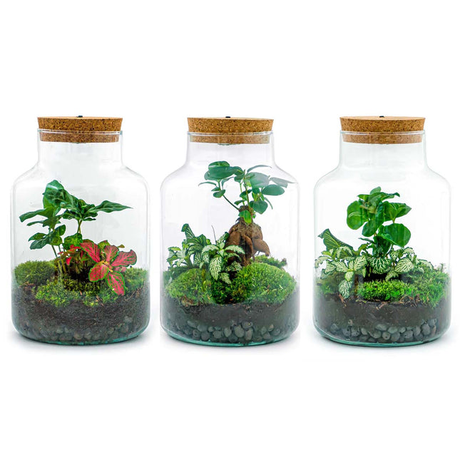 Planten terrarium - Little Milky met lamp - ↑ 25 cm