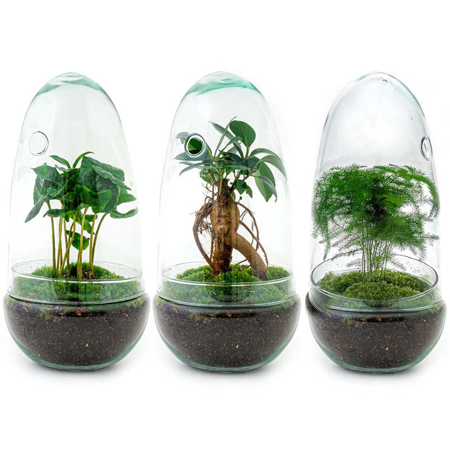 Planten terrarium - Egg - Ecosysteem plant - ↑ 25 cm