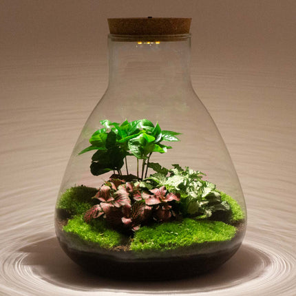 Planten terrarium - Sam Coffea met lamp - Ecosysteem plant - ↑ 30 cm