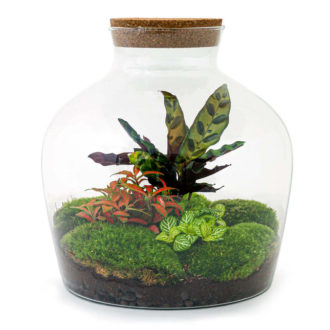 Planten terrarium - Fat Joe - Duurzaam kerstpakket - ↑ 30 cm