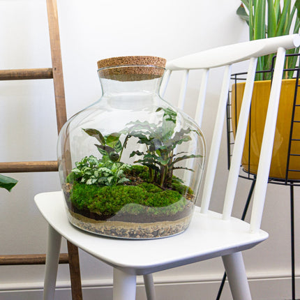 Terrarium DIY Kit • Ecosystem with plants  • ↑ 27 cm  • Fat Joe