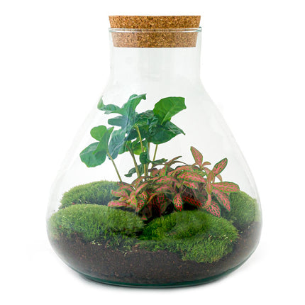 Planten terrarium - Sammie - Duurzaam kerstpakket - ↑ 26,5 cm
